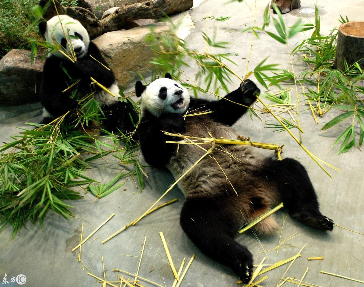 熊猫团团圆圆，科技与萌宠的交融，生活色彩更加斑斓！