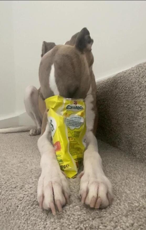 惠比特犬比赛，与自然美景的邂逅，探寻内心平静与喜悦之旅