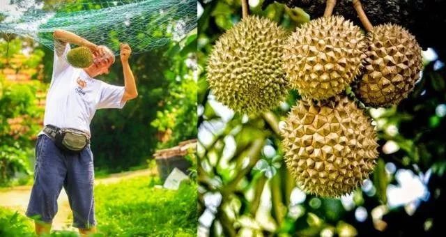 榴莲最新资讯大全，全面指南与实用技巧