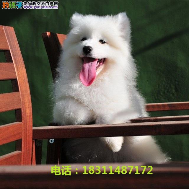 深入解析与观点阐述，萨摩耶犬的价格探讨