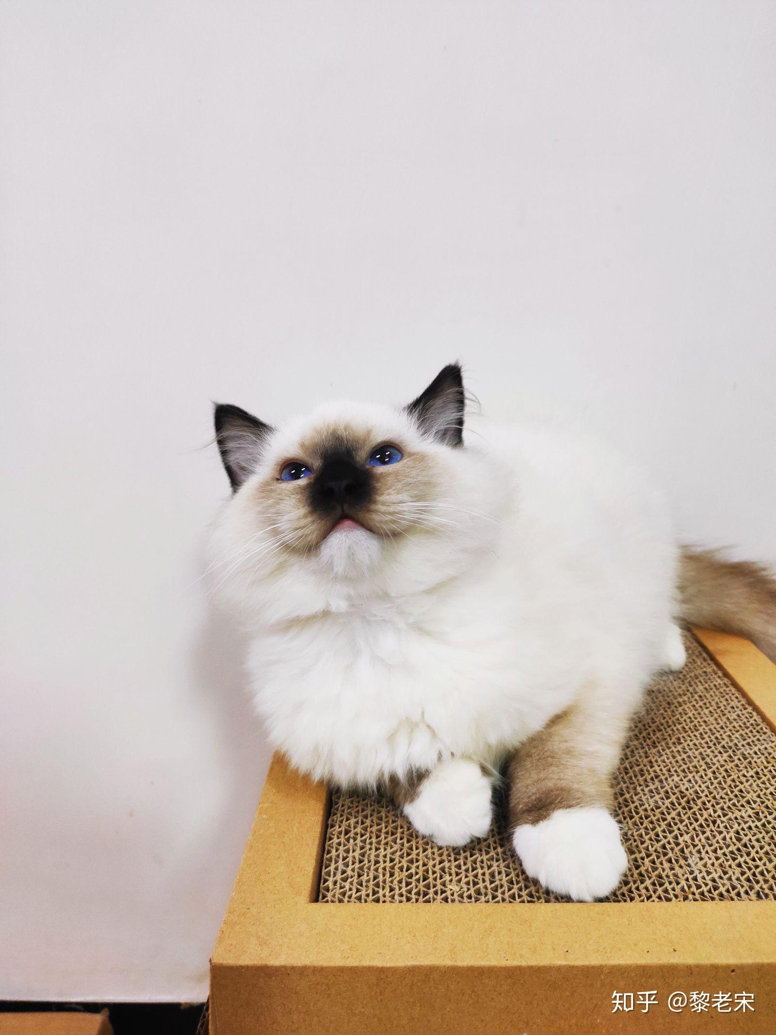 布偶行情深度解析，揭秘市场趋势与热门动态🐾