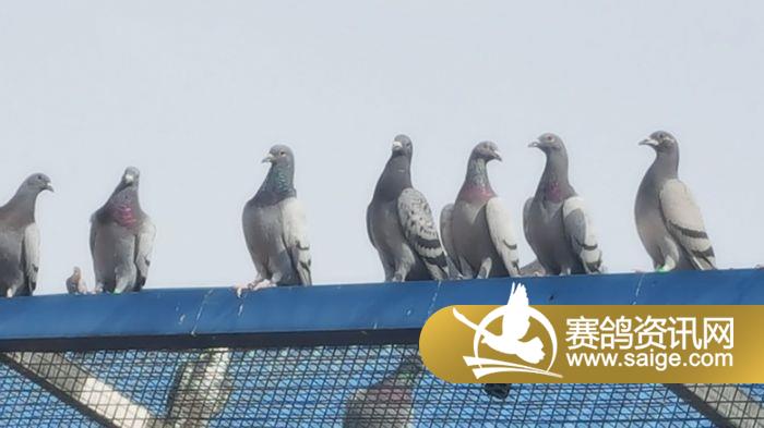 比赛鸽子视频全集，飞翔的荣耀与梦想的承载之旅