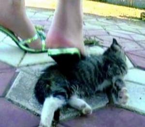 烫猫事件敲响警钟，共同守护无辜生命