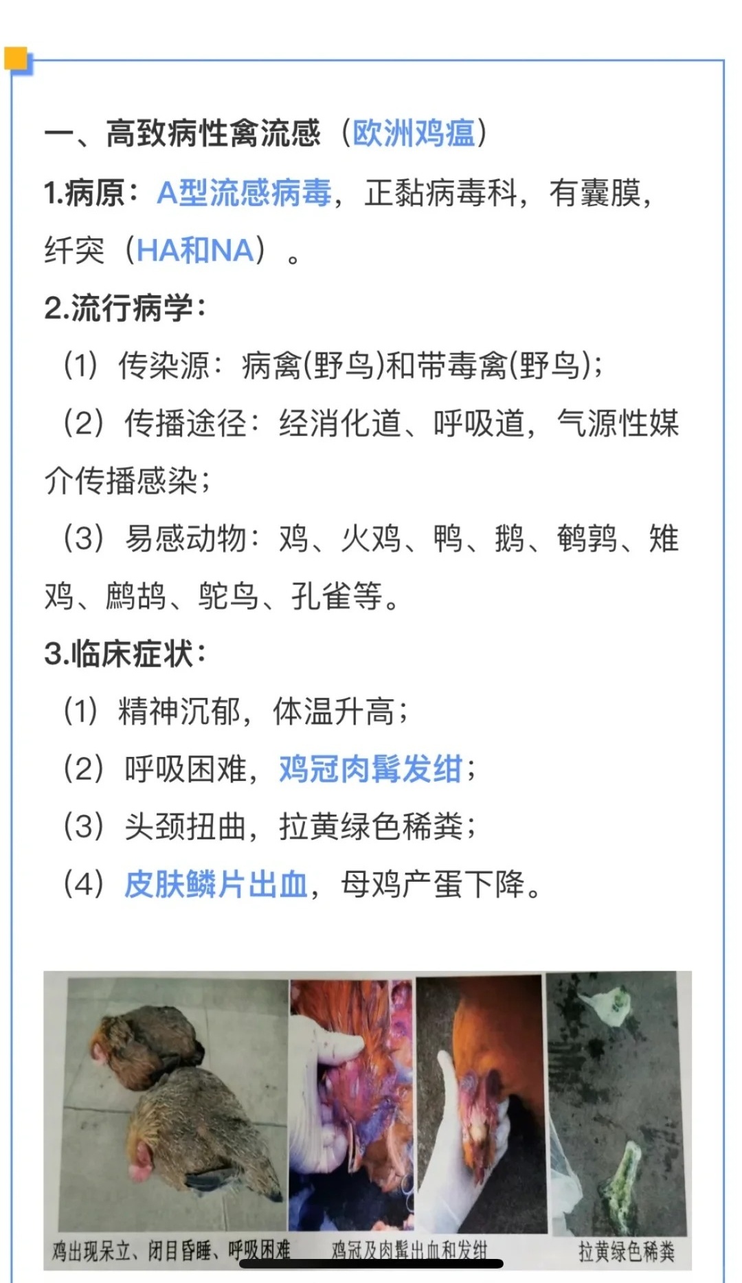 鸡最新病毒，励志之旅的起点，自信与成就感的孕育之地