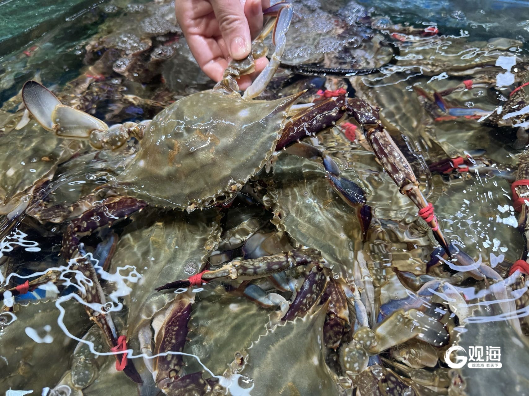 青岛最新海鲜，美食新潮与可持续性的双重考量体验